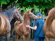 KS300622-30 - Cupboard Love & foal by Territories